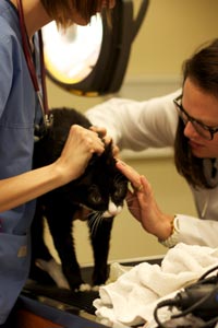 A doctor and technician at Galloway Village Veterinary examining a cat before a dental procedure