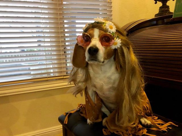 Sophie the hippie, second place in the costume contest