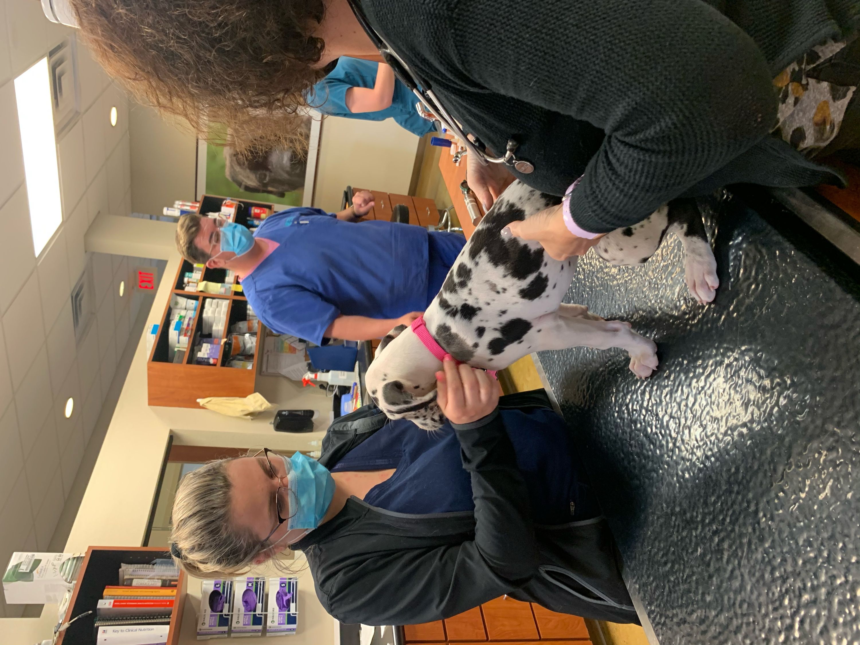 Vet tech Lindie Tausend working with a great dane puppy.