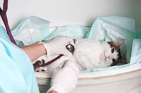 Cat receiving emergency care from a technician at Galloway Village Veterinary.