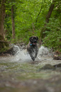 Dog running through a creek