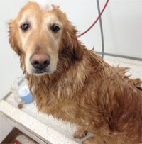 Golden Retriever getting a bath at Galloway Village Veterinary