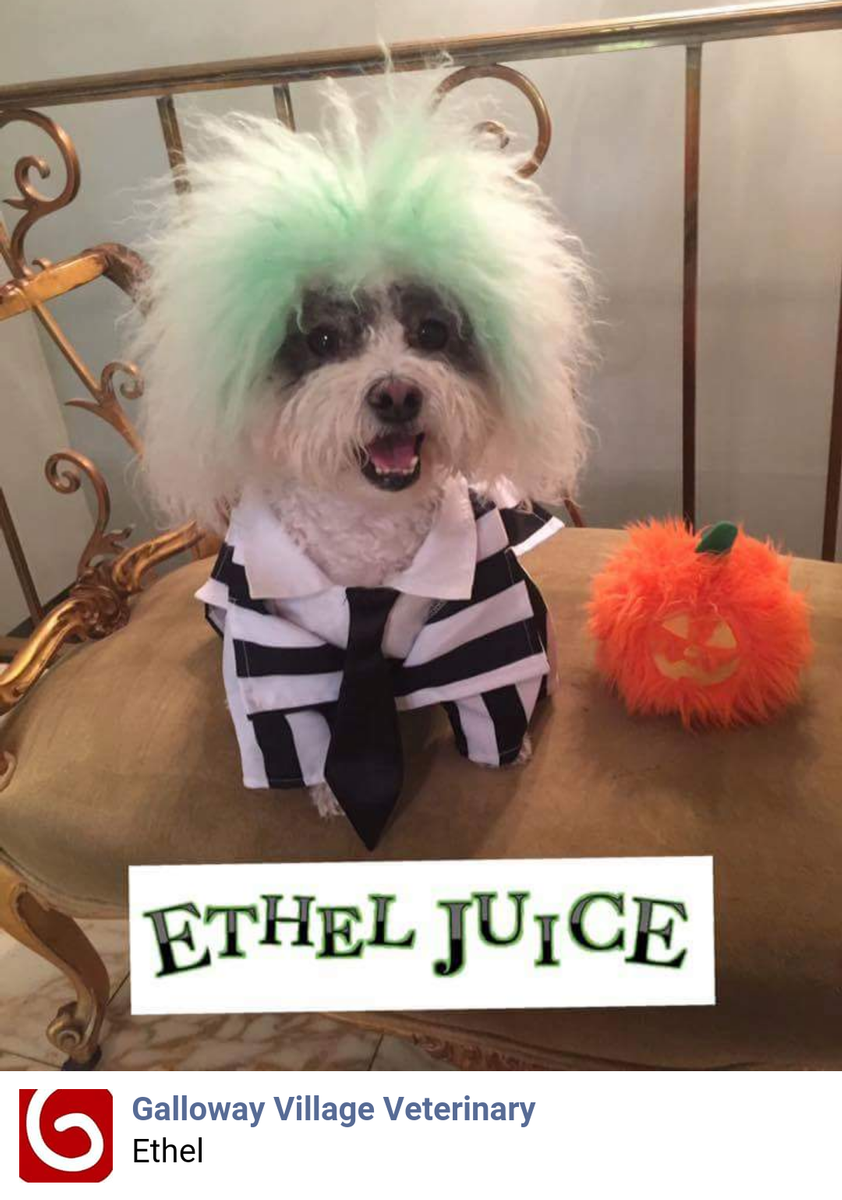 1st Place prize in our Pet Halloween Costume Contest 