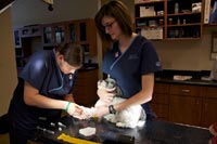 Two of Galloway Village Veterinary's technicians working with a kitten's paws
