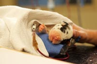 Young dog receiving a blood transfusion at Galloway Village Veterinary.