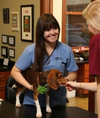 Two of our technicians at Galloway Village Veterinary caring for a beagle pup.