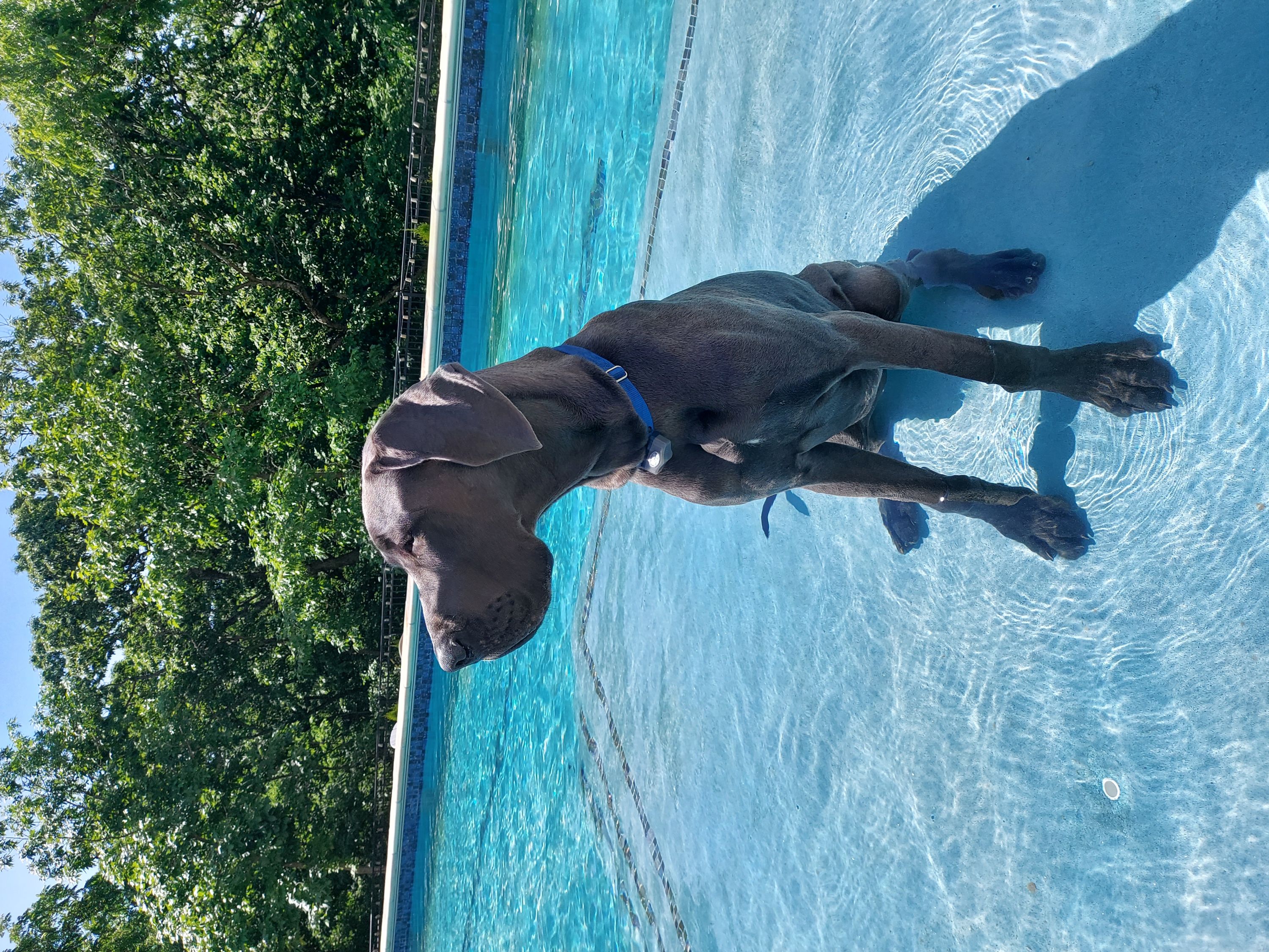 Dr. Kurucz's 8-month-old great dane enjoying the water in the pool