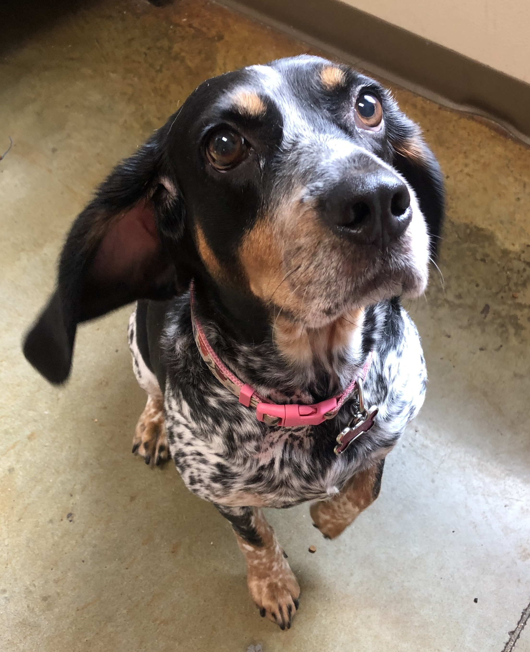 Precious, a beagle/bluetick coonhound mix who survived heartworm disease!