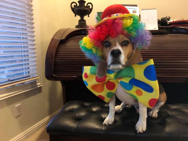 Dashiell the clown, third place in the costume contest