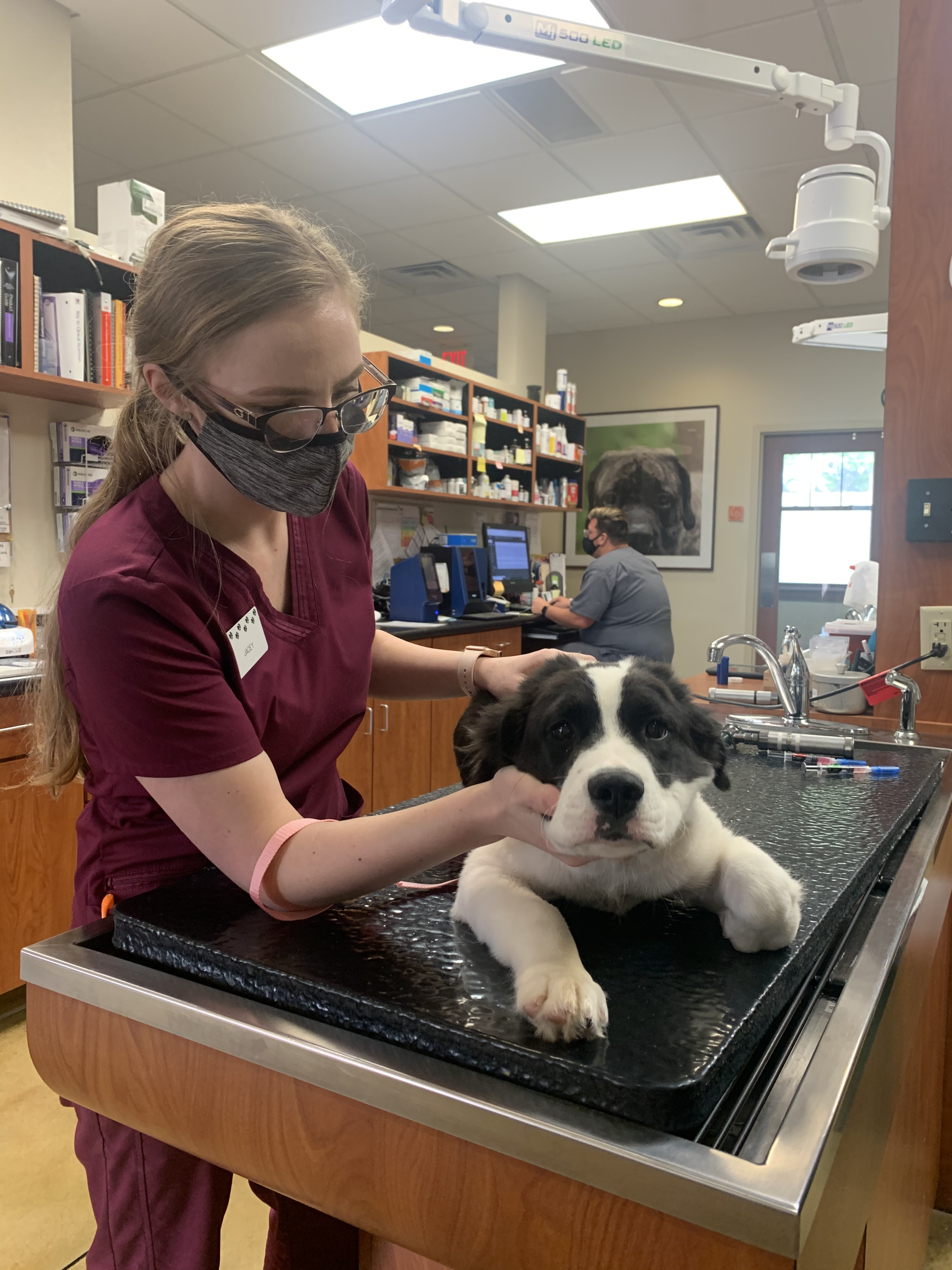 Veterinary Technician Jacey Epperson working with a puppy in the exam room.