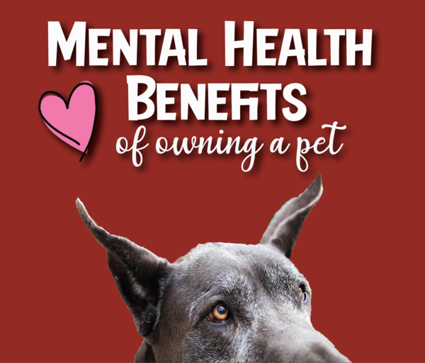 Mental Health Benefits of Owning a Pet