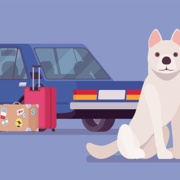 How to Travel With Your Pet?